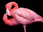 Animal Flamingo